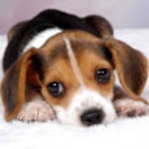 Meet your Posher, Beverly